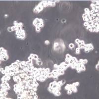 NCI-H524细胞、H524细胞、NCI-H524细胞