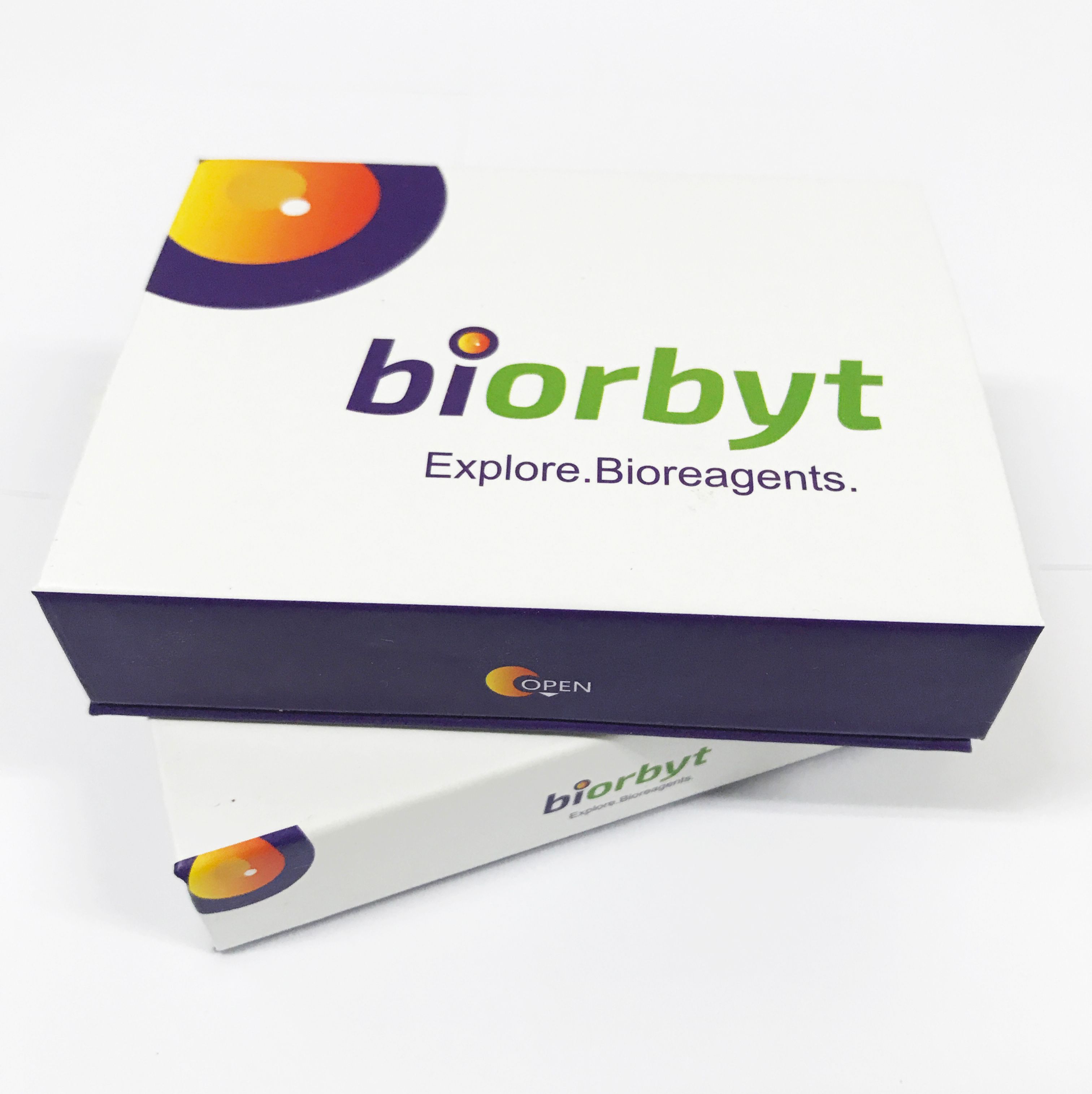 CARD14 抗体，orb1253978，biorbyt