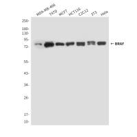 BRAF (4E1) Mouse mAb