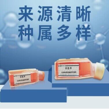 CHO-GS中国仓鼠卵巢细胞（谷氨酰胺系统）