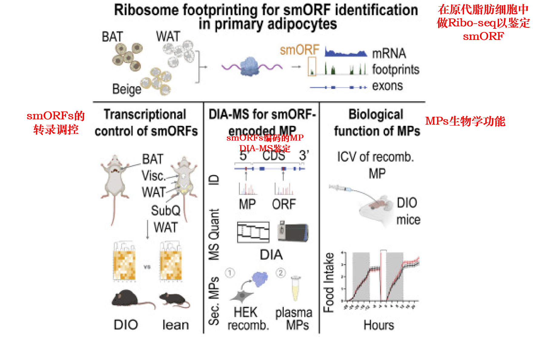 小鼠棕色和白色脂肪细胞中鉴定代谢相关的sORF和功能性蛋白