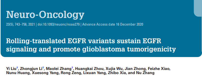 循环翻译的EGFR变异体维持EGFR信号通路并促进 胶质母细胞瘤致瘤性
