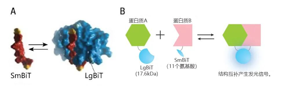 实验大比拼丨使用NanoBiT技术进行的蛋白质相互作用细胞内定位成像