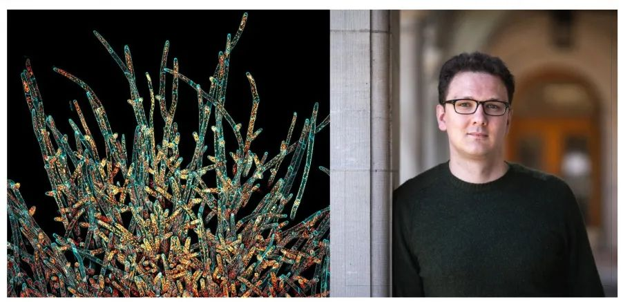 日益精进的艺术：与第三届全球显微图像大赛美洲地区获奖者面对面