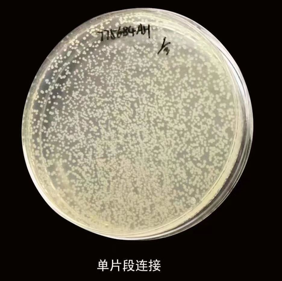 TG1大肠杆菌感受态细胞
