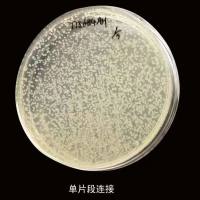 W3110(DE3)大肠杆菌感受态细胞