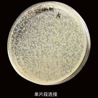 AGL1(pSoup)农杆菌感受态细胞