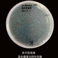 DH10BAC 大肠杆菌克隆感受态细胞