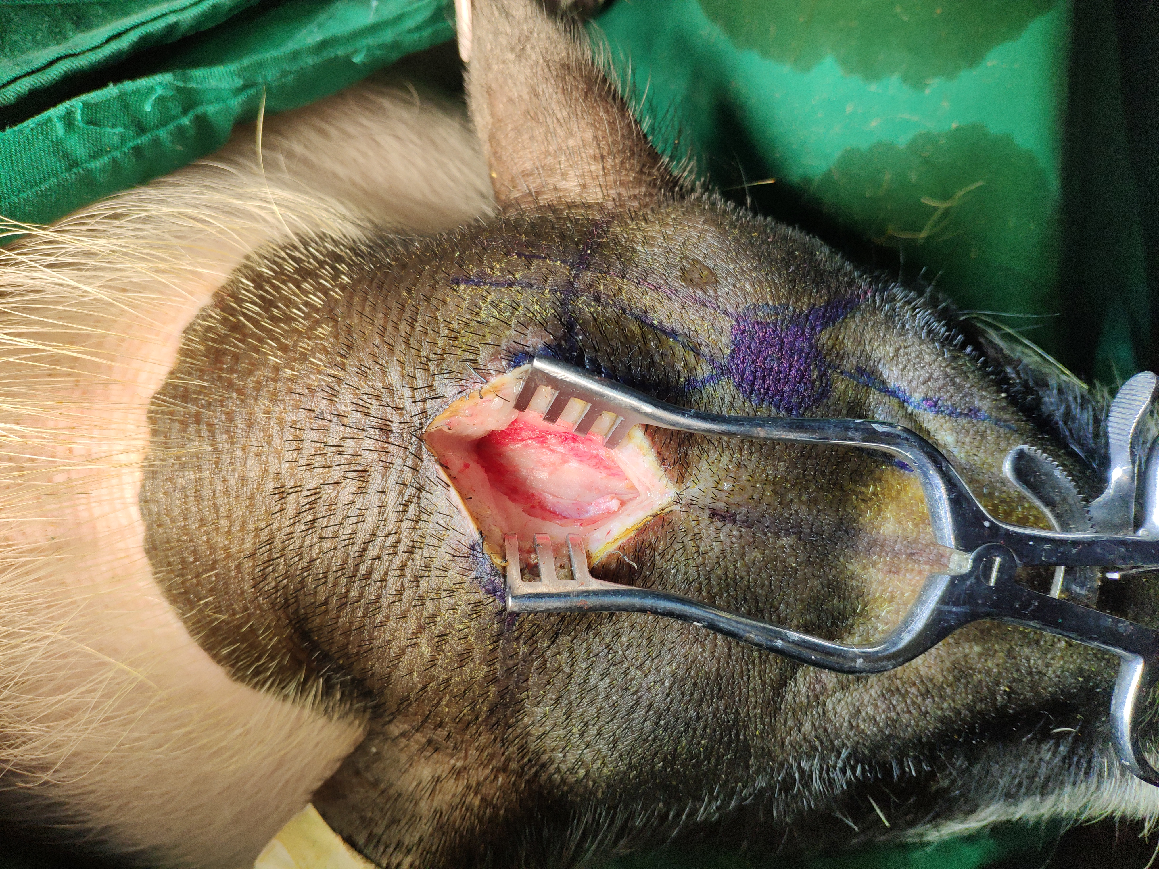 猪创伤性颅脑损伤，脑出血模型