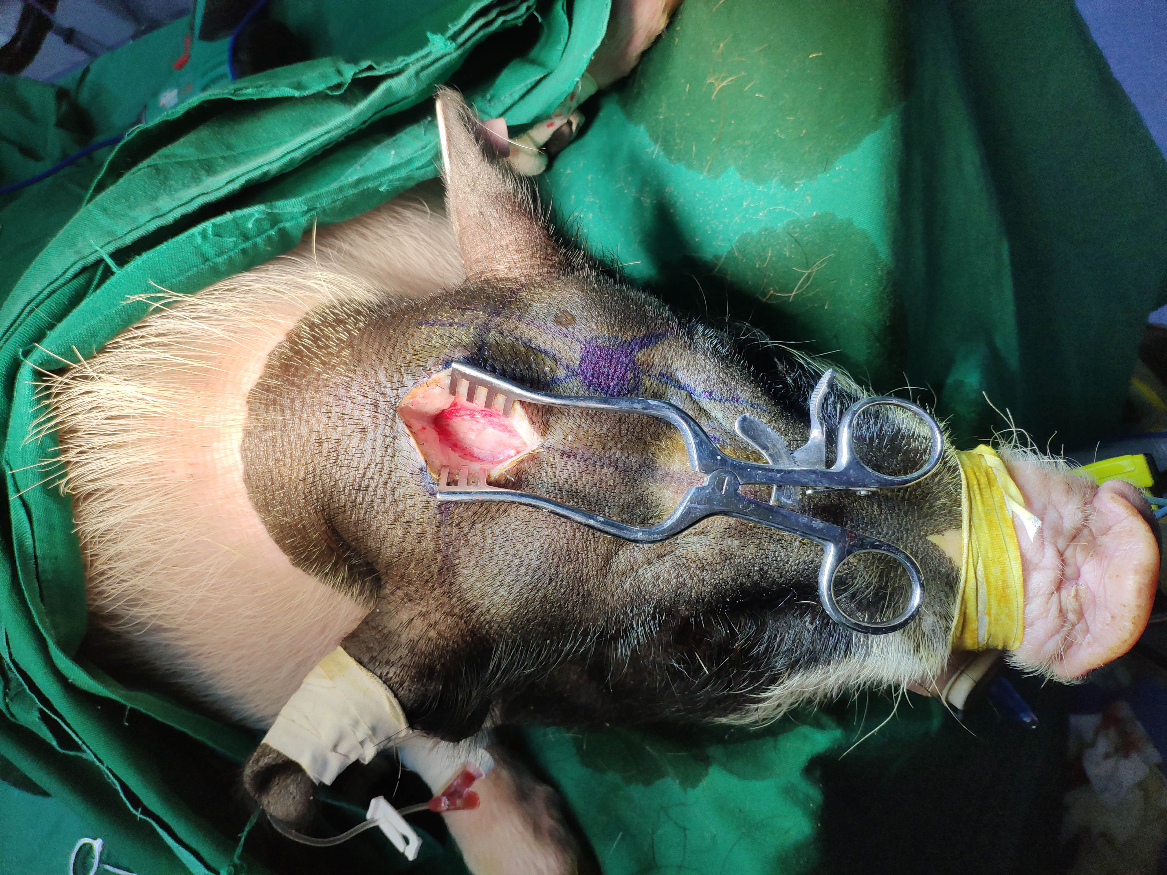 猪创伤性颅脑损伤，脑出血模型