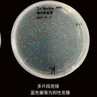 DH5α-大肠杆菌感受态细胞