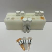 即用型PCR试剂盒3.0(2X PCR MagicMix)，含电泳示踪剂