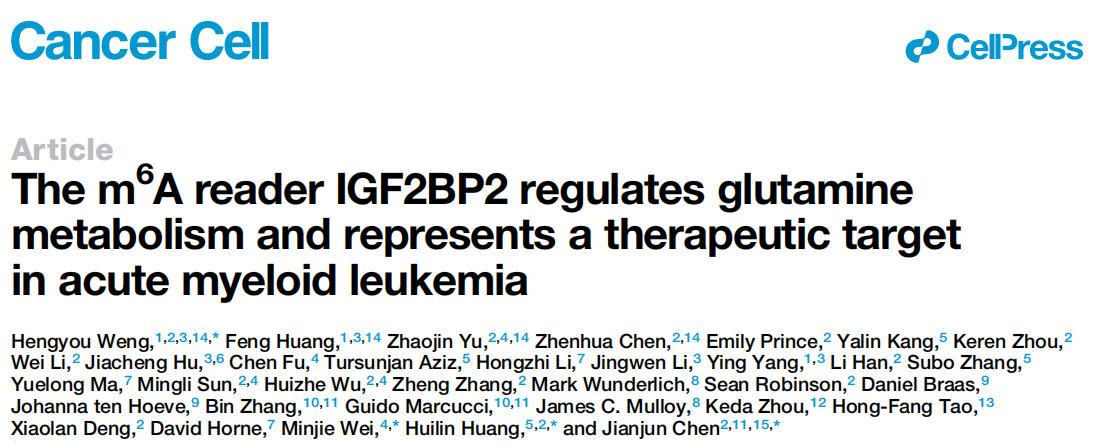 Cancer Cell｜m6A识别蛋白IGF2BP2可作为急性髓性白血病的治疗靶点