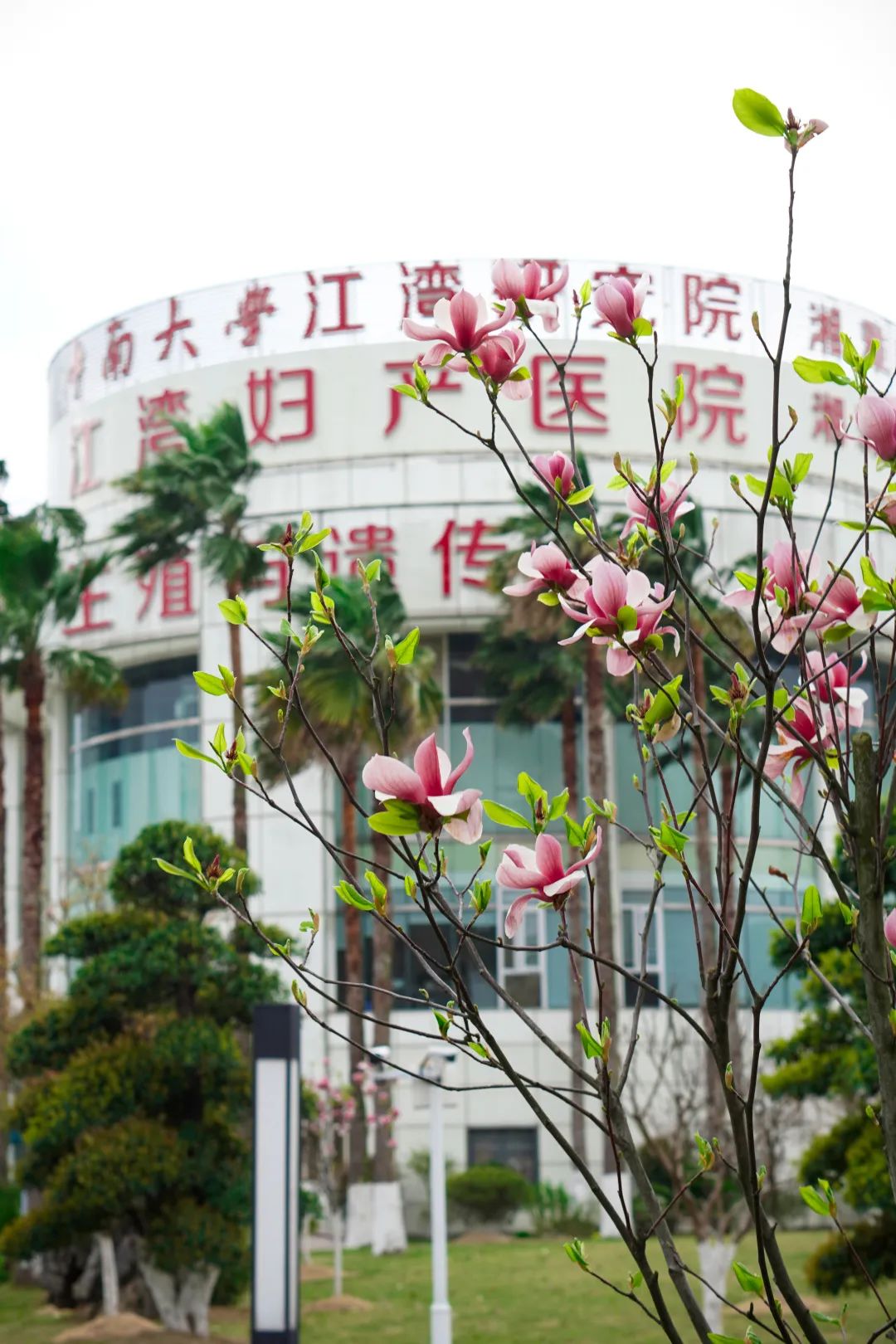 高龄备孕，江湾生殖医生有话说......