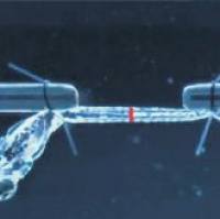 细小组织测试系统