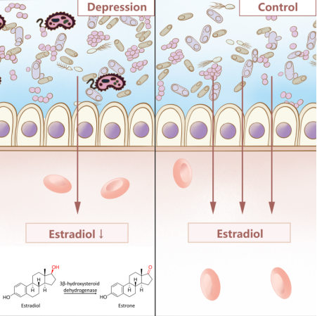 武汉大学人民医院李艳、王高华、刘忠纯团队揭示肠道菌引起女性抑郁症的潜在机理