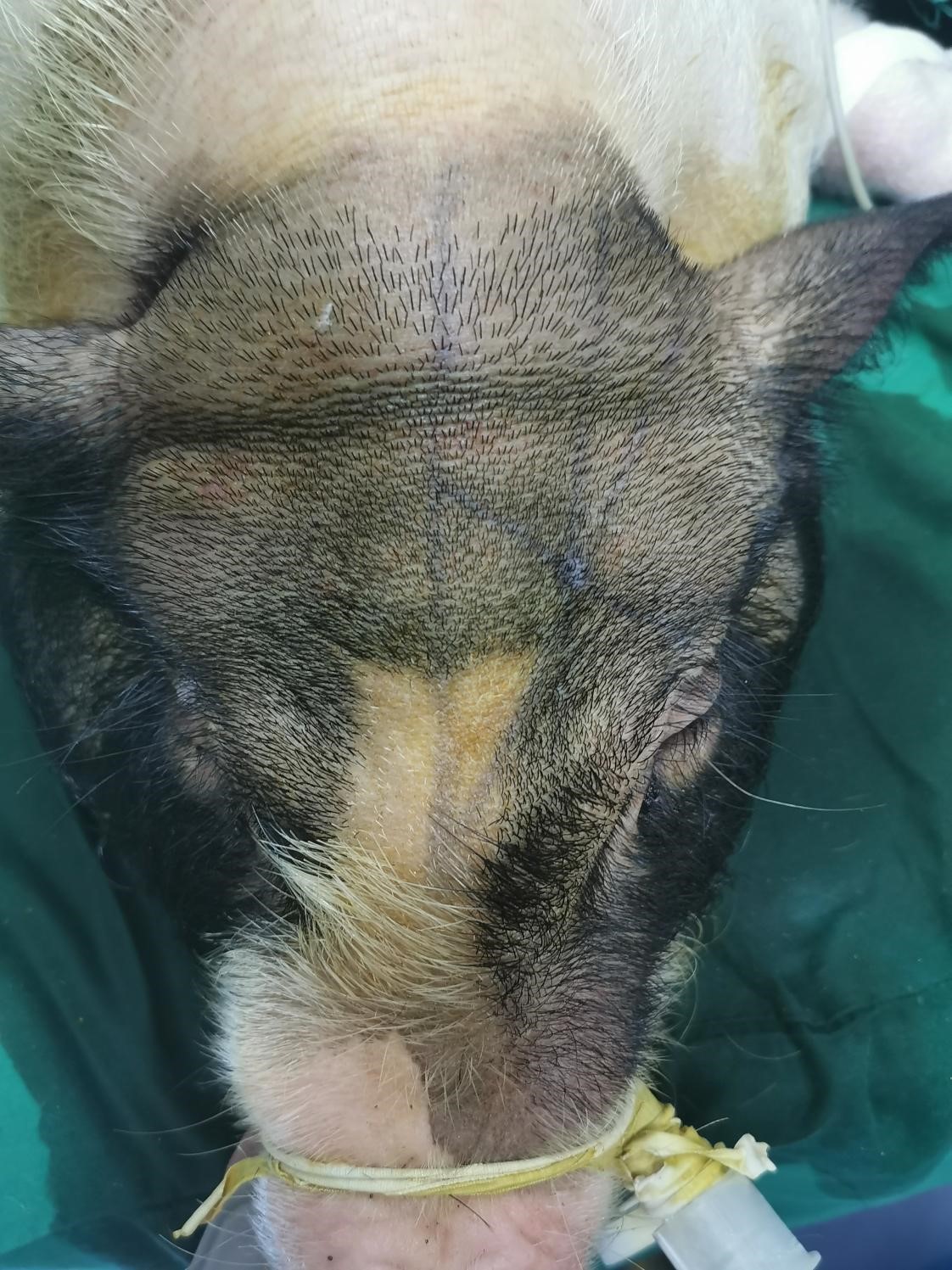 猪创伤性颅脑损伤,脑出血模型