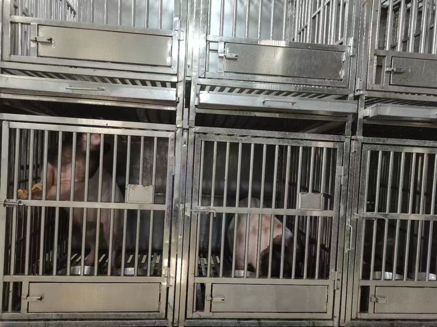 猪创伤性颅脑损伤,脑出血模型