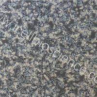 MB49+luc 小鼠膀胱癌细胞稳定表达荧光素酶