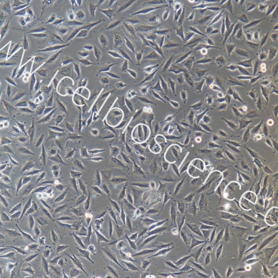 LN-229+luc 人胶质瘤细胞稳定表达荧光素酶/镜像绮点（Cellverse）