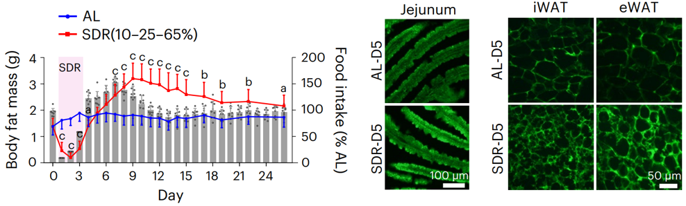 Nature上的新面孔“悉生小鼠”