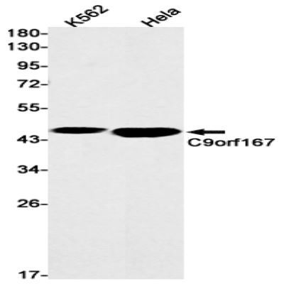 C9orf167 Recombinant Rabbit mAb
