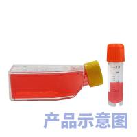 LoxP-STOP-loxP-EGFP HeLa Cells