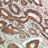 c-Jun (10G2) Mouse mAb