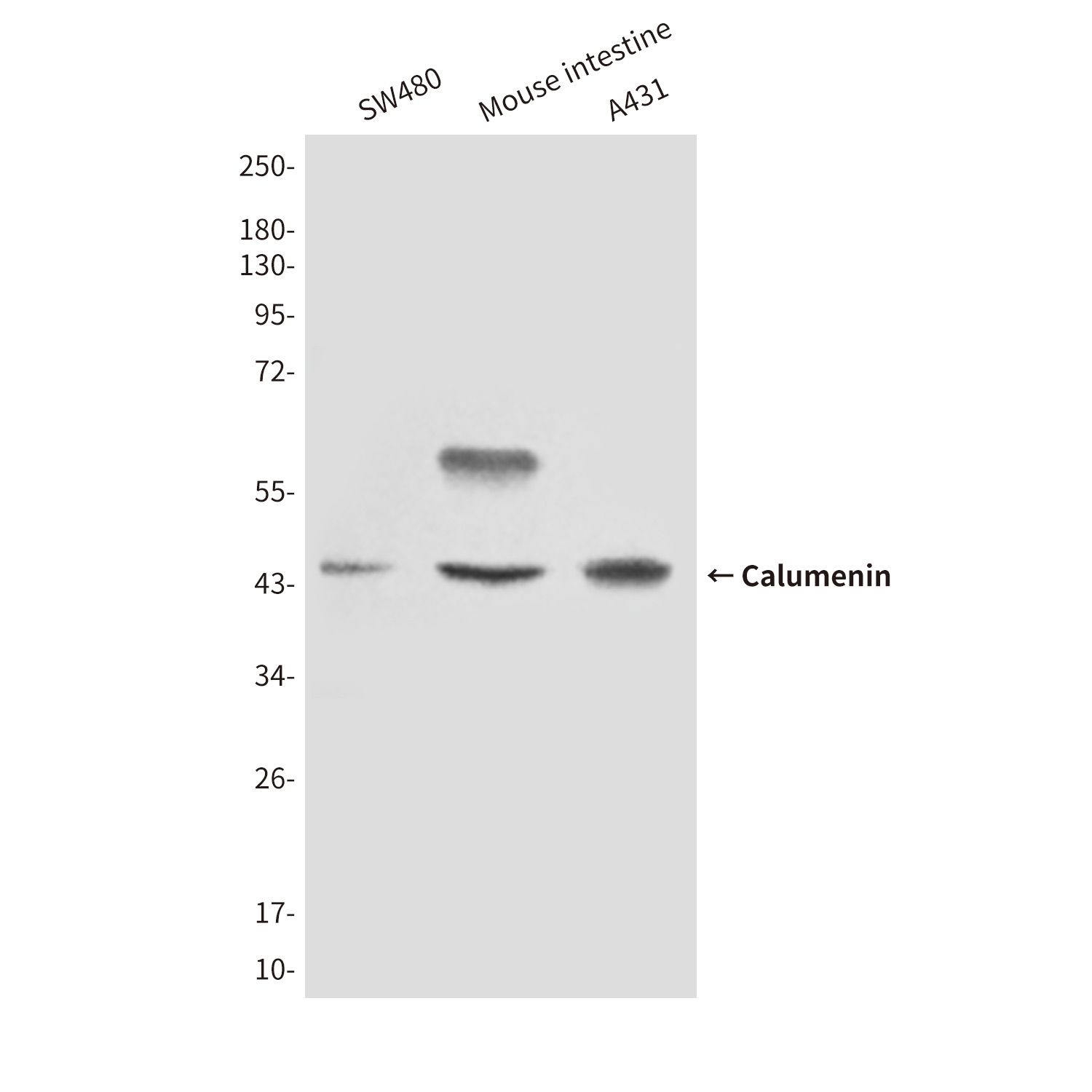 Calumenin (4C6) Mouse mAb