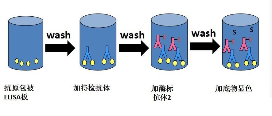 本生技术解答| ELISA的五种实验原理及常见问题分析