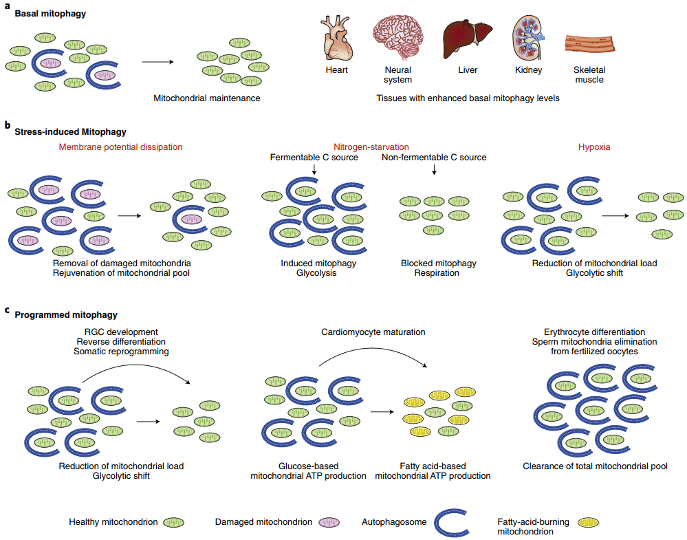 自噬干货分享系列之【线粒体自噬的研究策略】