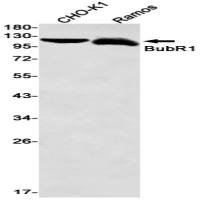 BUBR1 (DGR31452) Rabbit mAb
