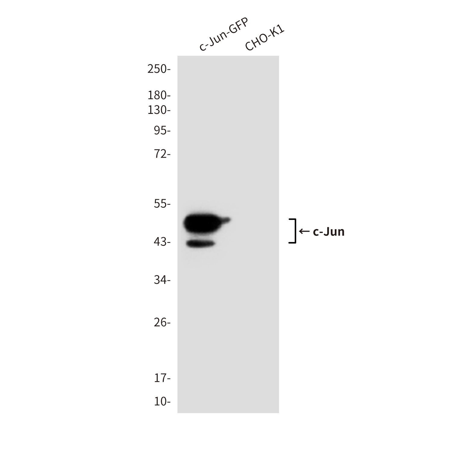 c-Jun (3B3) Mouse mAb
