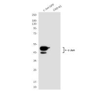 c-Jun (3B3) Mouse mAb