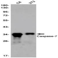 Caspase-7 (DGR20828) Rabbit mAb