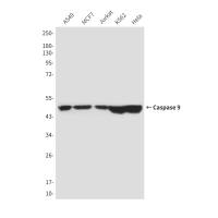 Caspase-9 (1D1) Mouse mAb