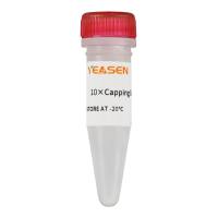 加帽缓冲液10×Capping Buffer GMP-grade