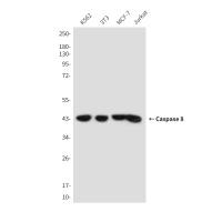 Caspase-8 (4C2) Mouse mAb
