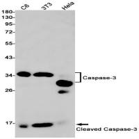 Caspase-3 (DGR14219) Rabbit mAb
