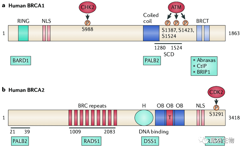 带你走进乳腺癌——女性健康问题