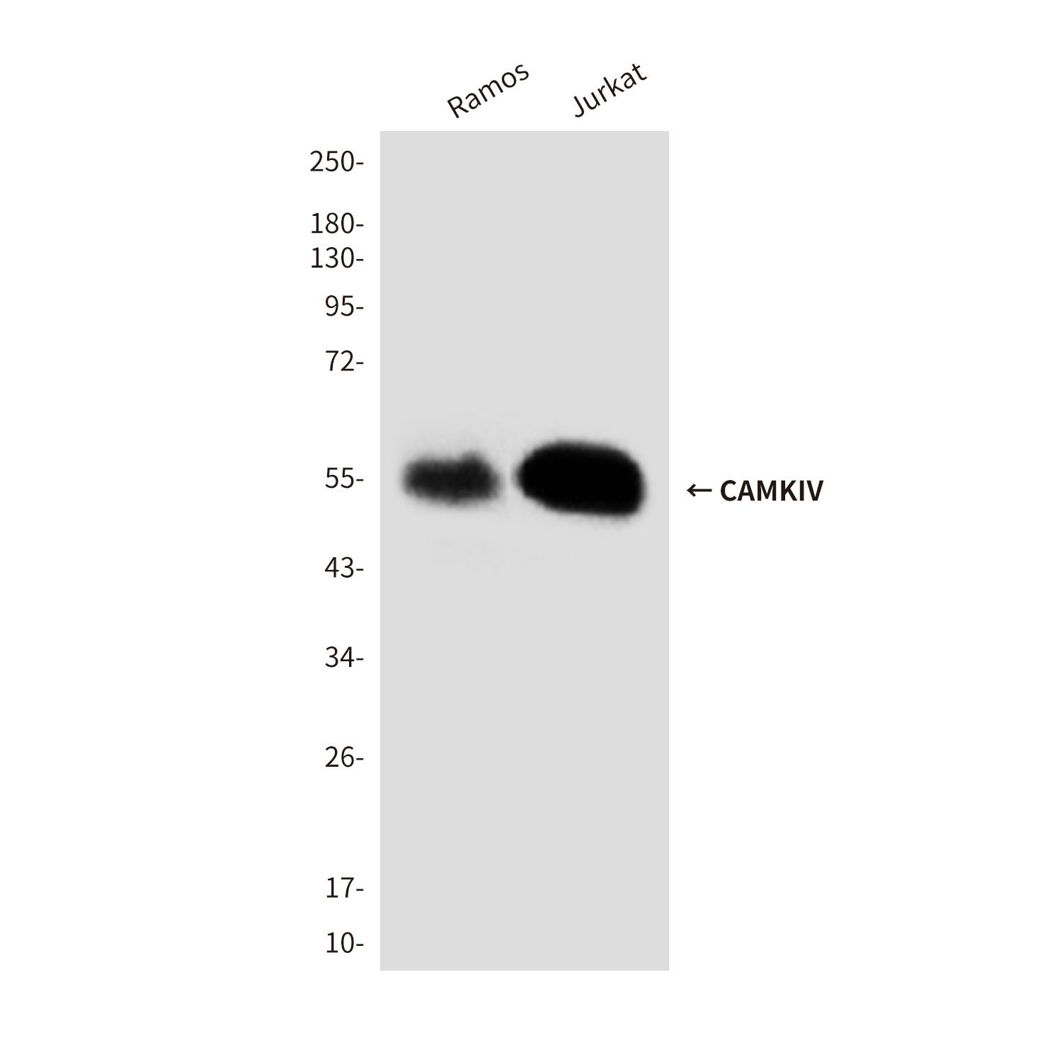 CAMKIV (3C10) Mouse mAb