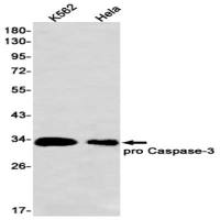 Caspase-3 (DGR14219) Rabbit mAb
