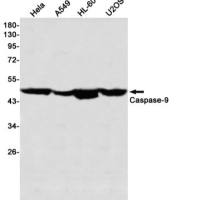 Caspase-9 (DGR13230) Rabbit mAb