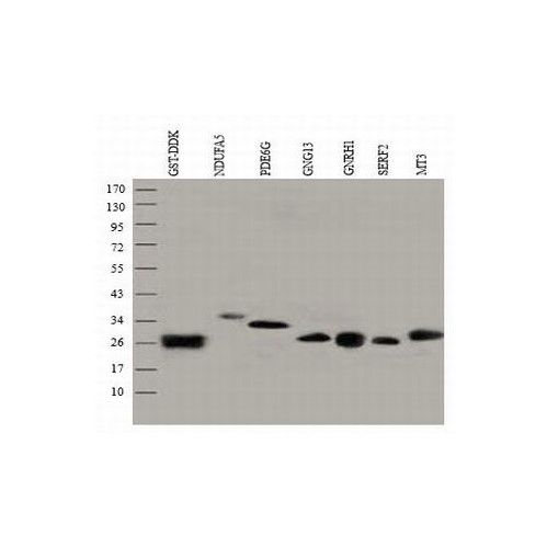 中杉金桥TA-03小鼠抗GST单克隆抗体Anti-GST mAb