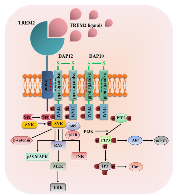 明星靶点 TREM2，阿尔兹海默症和癌症治疗的新希望