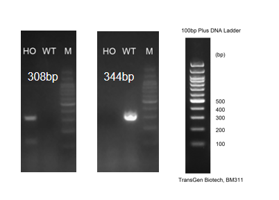 明星靶点 TREM2，阿尔兹海默症和癌症治疗的新希望