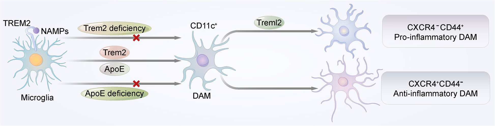 明星靶点 TREM2，阿尔兹海默症和癌症治疗的新希望