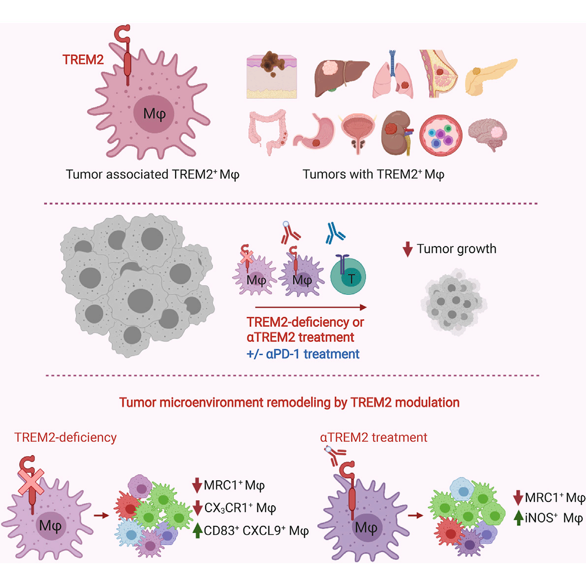 明星靶点 TREM2，阿尔兹海默症和癌症治疗的新希望