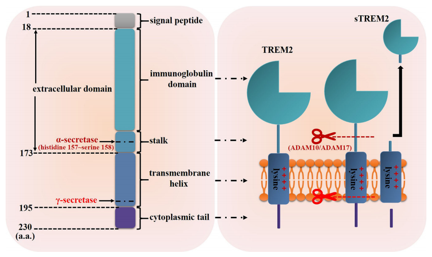 明星靶点 TREM2，阿尔兹海默症和癌症治疗的新希望