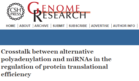 Genome Res | 蛋白质翻译调控过程APA和miRNA之间的友好对话